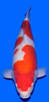 Kohaku Sakai FF 58cm Nisai Female SHQ 