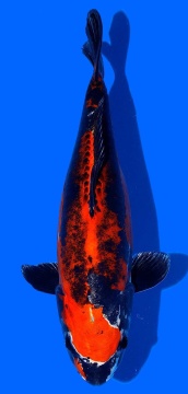 Benikikokuryu Aoki 40cm Nisai Female VHQ 
