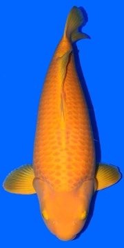 Super Mango Sakai FF 73cm Sansai Female VHQ 