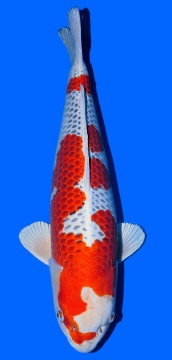 Beni Kujaku Tamaura 81cm Gosai Female SHQ 