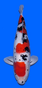 Sanke Masai 80cm Geb 2021 Female VHQ 
