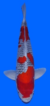 Goshiki Momotaro 50cm Sansai Male 