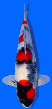 Showa Dainichi Toyota 36cm Tosai Female Moeka X Pandora incl Pond 