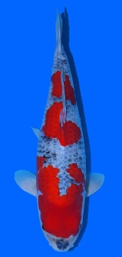 Goshiki Momotaro 55cm Sansai Female HQ 