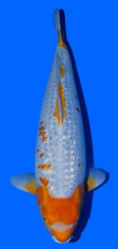 Golden Corn Taniguchi 68cm Sansai Female VHQ 
