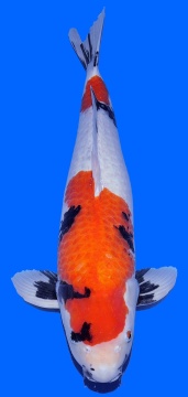 Showa Dainichi Toyota 65cm Sansai Male 