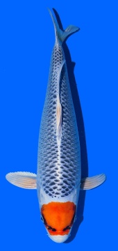 Tancho Kujaku Saito 43cm 16 Monate Female VHQ 