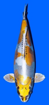 Ki Kikokuryu Kawakami 55cm Nisai Female VHQ 