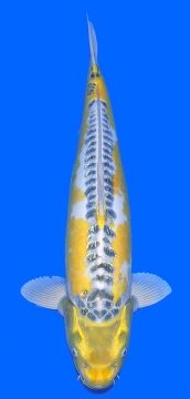 Ginrin Bigscale Ikarashi 53cm Nisai Female  VHQ - VERKAUFT! 