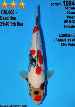 Showa Dainichi Toyota 30cm Tosai Female VHQ 