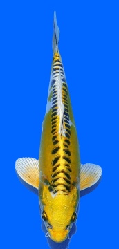Big Scale Aoki 26cm Nisai HQ 