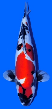 Doitsu Showa Shinoda 43cm Sansai Female VHQ 