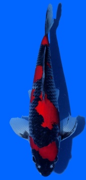 Goshiki Aoki 38cm Nisai VHQ 