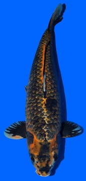 Kawari Offuchi 64cm Gosai Female SHQ - Champion 