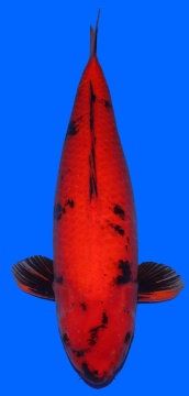 Hi Utsuri Shinoda 80cm 6J Female VHQ 