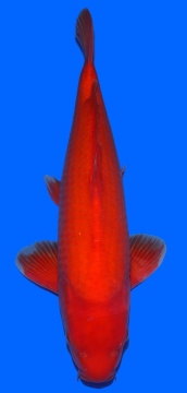 Super  Mango  Sakai FF 52cm Nisai Male 