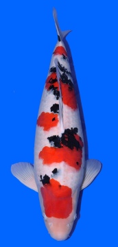 Sanke Sakai 71cm Sansai Female VHQ 