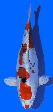 Benikikokuryu Aoki 30cm Nisai Female VHQ 