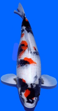 Showa Dainichi 65cm 2J Female HQ 