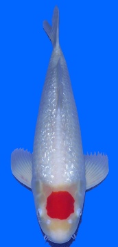 Grinrin Tancho Kohaku Teradomari 65cm 