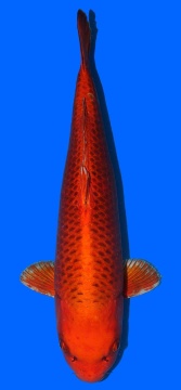 Kin Matsuba Higashi 60cm Sansai Female VHQ 