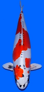 Marusaka Benikikokuryu 72cm 6J Female SHQ - VERKAUFT! 