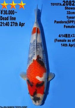 Showa Dainichi Toyota 32cm Tosai Female VHQ 