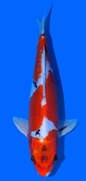 Yamatonishiki Aoki 28cm Nisai VHQ 