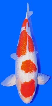 Ginrin Kohaku Sakai Ltd 63cm Sansai Female HQ 