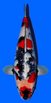 Showa Omosako 52cm Nisai Female VHQ 