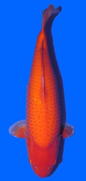 Super Mango Sakai 70cm Sansai Female VHQ 