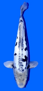 Kumonryu Higashi 48cm Tosai Female VHQ incl Mudpond 