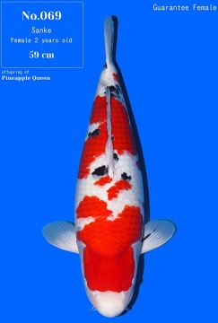 Sanke Momotaro 59cm Nisai Female HQ 
