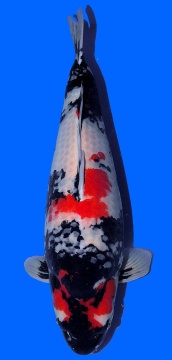 Showa Dainichi 78cm 7J Female VHQ 