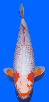 Golden Corn Taniguchi 54cm Nisai Female VHQ 