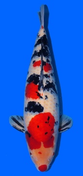 Sanke Higashi 75cm Gosai Female VHQ 