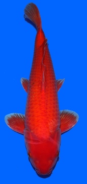 Super Mango Sakai FF 51cm Nisai Male 