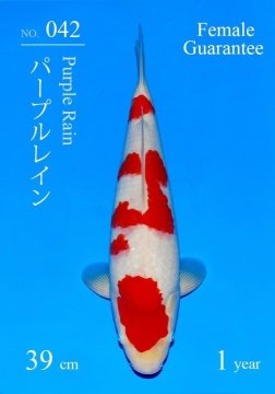 Kohaku Sakai FF 39cm Tosai Female SHQ 
