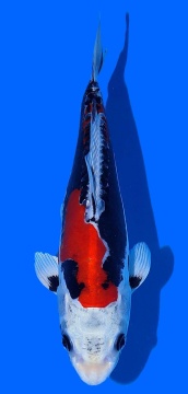 Benikikokuryu Aoki 30cm Nisai Female SHQ 