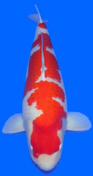 Kohaku Nogami 87cm 6J Female SHQ 