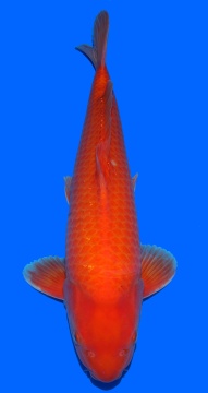 Super Mango  Sakai FF 52cm Nisai Male 