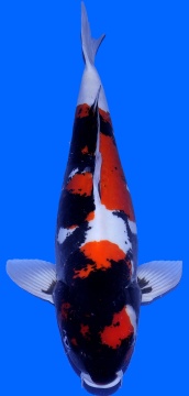 Doitsu Showa Maruhide 58cm Female VHQ - VERKAUFT! 