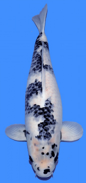 Shiro Utsuri Omosako 60cm Yonsai Female 