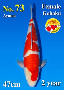 Kohaku Matsue 47cm Nisai Female SHQ 
