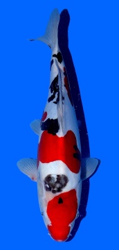 Doitsu Sanke Aoki 42cm Nisai VHQ 