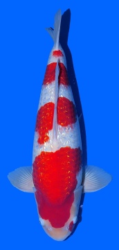 4 Step Ginrin Kohaku Matsue 54cm Sansai Female VHQ 