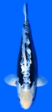 Kumonryu Higashi 51cm Tosai Female VHQ incl Mudpond 