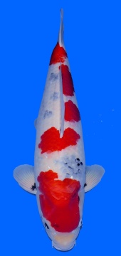 Showa Dainichi Toyota 70cm Yonsai Male VHQ 