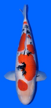 Sanke Tamaura 71cm Yonsai Female VHQ 