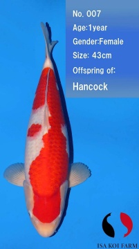 Kohaku Isa 43cm Tosai Female VHQ incl Mudpond 